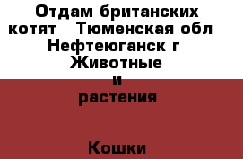 Отдам британских котят - Тюменская обл., Нефтеюганск г. Животные и растения » Кошки   . Тюменская обл.